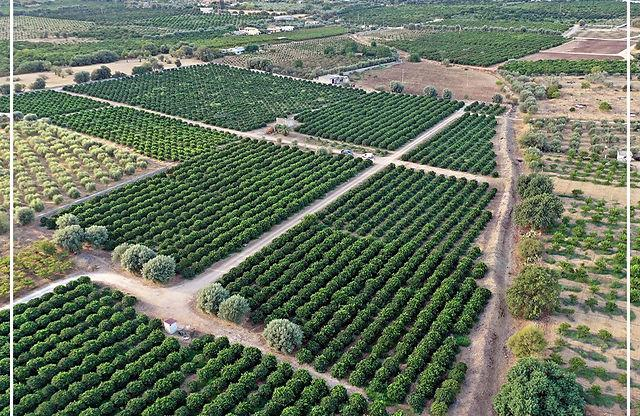 Planting Season Guide